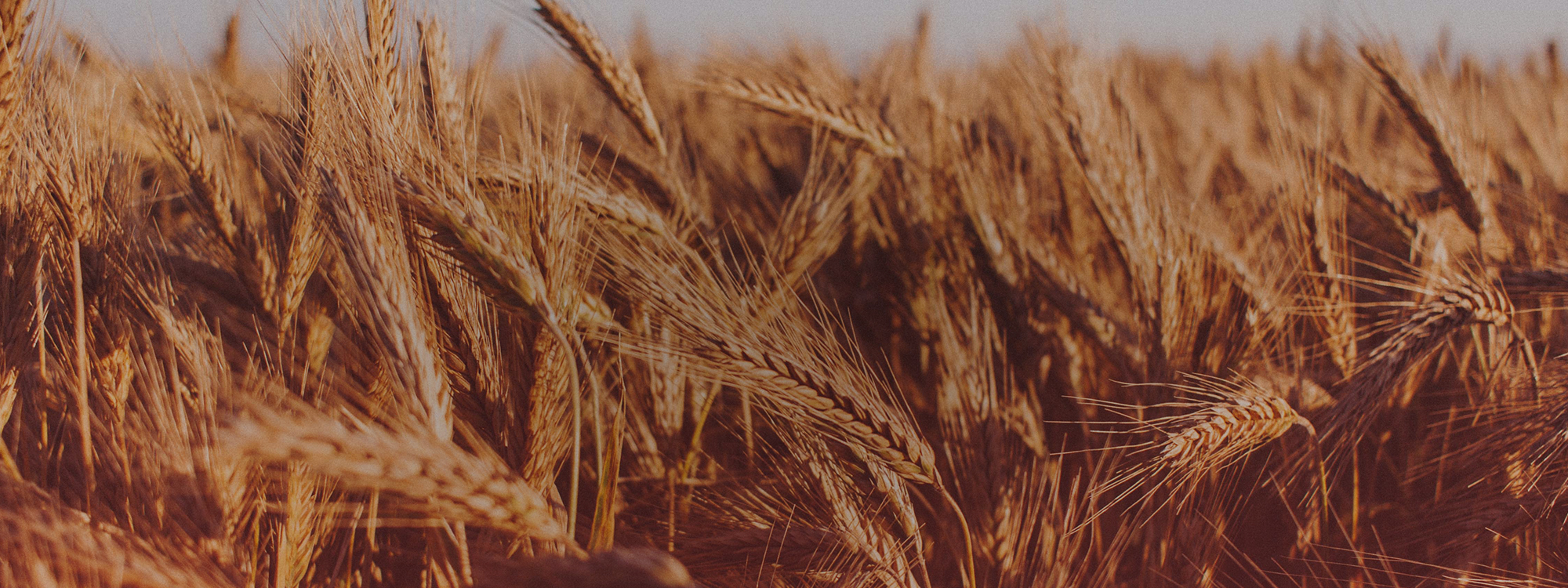 Harvest Sunday*4 October*Details