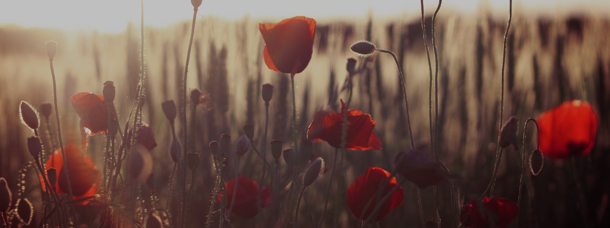 Remembrance Sunday 2026*We will remember them*Details